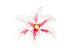 Meissen Bloom Collection Brosche "Blüte" Silber vergoldet 4,8x5,5cm in Rot staffiert – Ansteckschmuck Brosche in weiß und aus 925 Silber vergoldet und Porzellan.